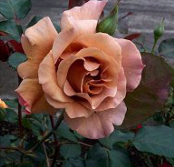 Bowery Rose [1927]